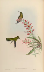 Phaeochroa cuvierii roberti